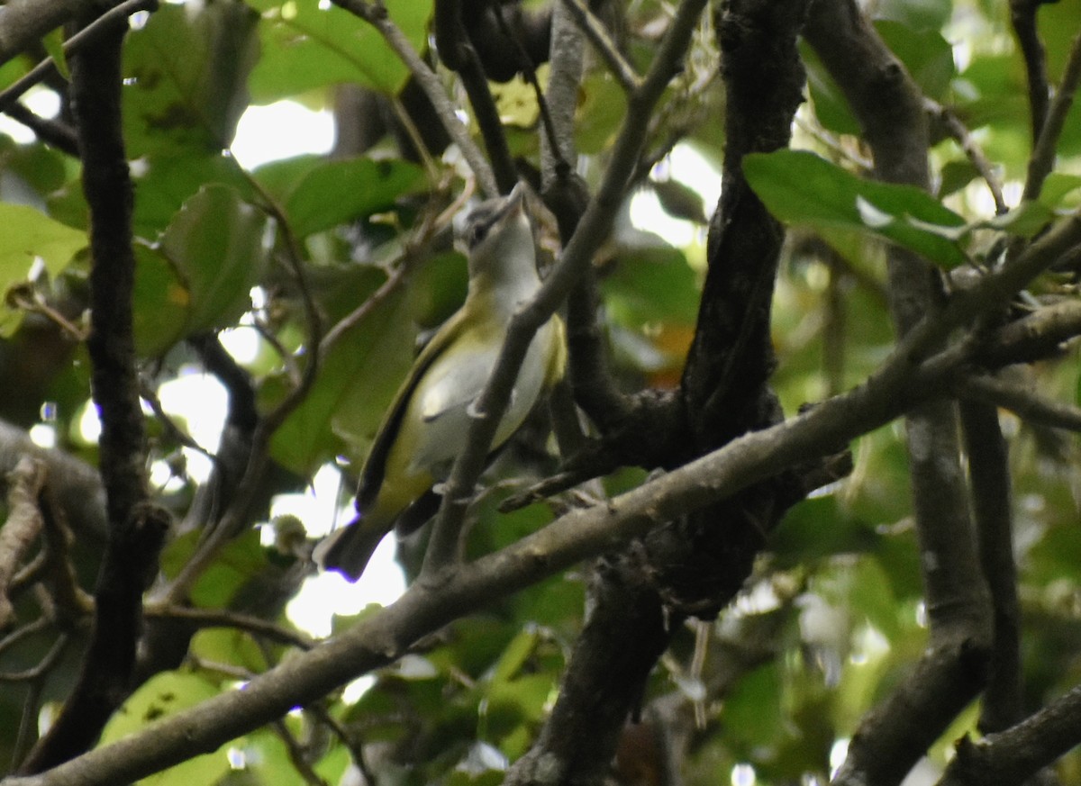 Yellow-green Vireo - Carlos G Vasquez C