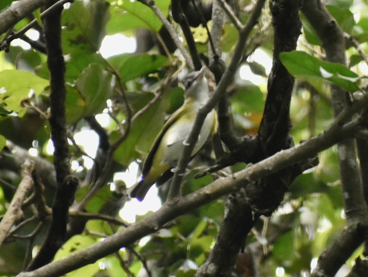 Yellow-green Vireo - Carlos G Vasquez C