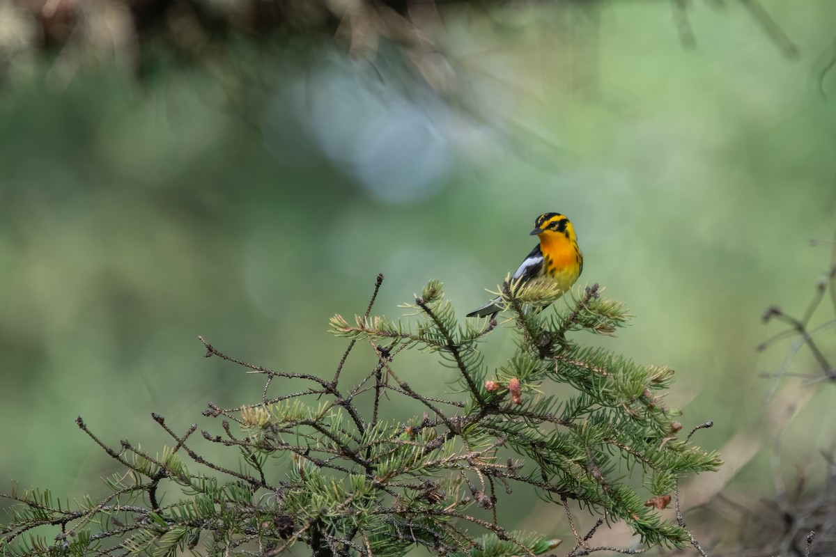 Blackburnian Warbler - Derek Rogers