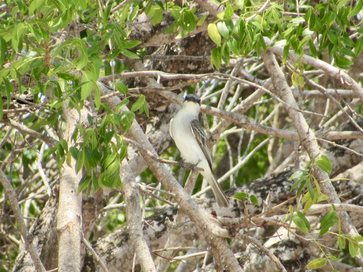 Gray Kingbird - Alex Pereschuk