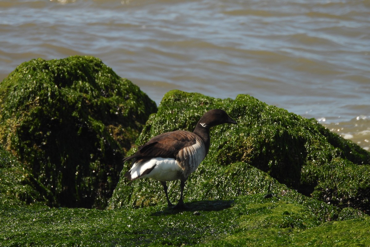 Brant - Dave Milsom