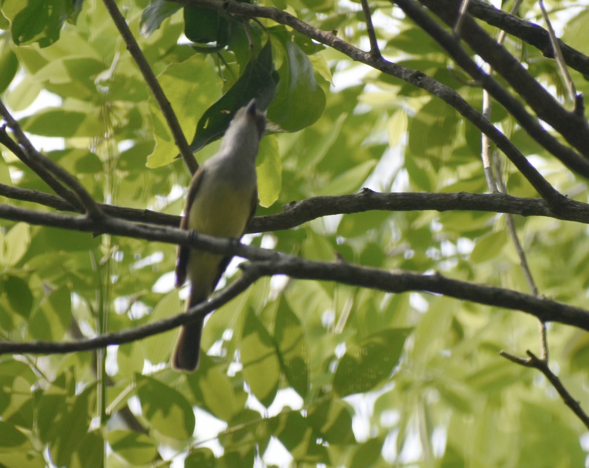 Dusky-capped Flycatcher - Carlos G Vasquez C