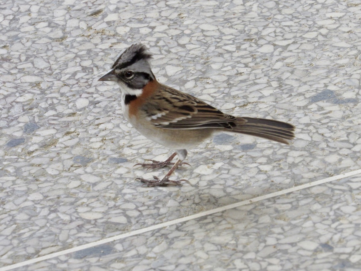 Rufous-collared Sparrow - Alex Pereschuk