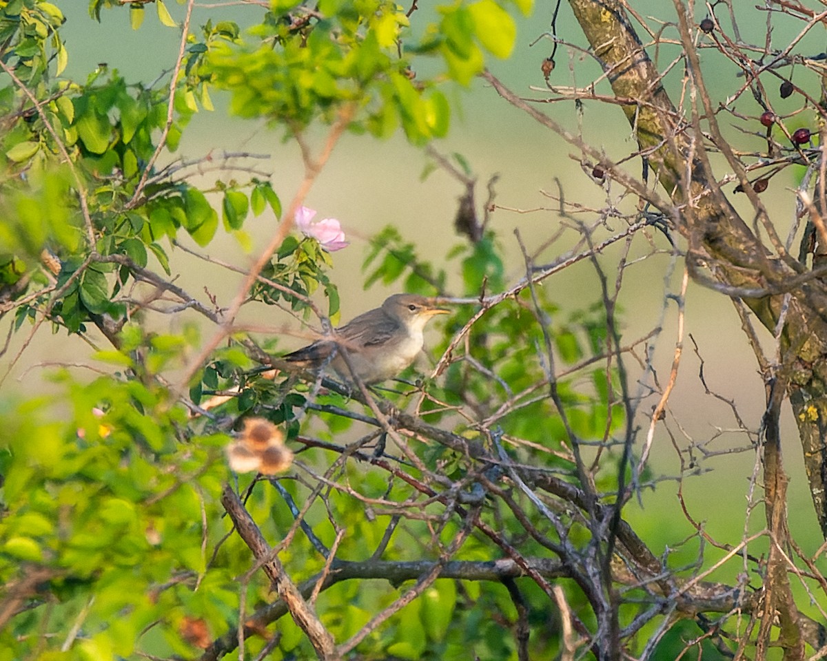 Olive-tree Warbler - ML619456892