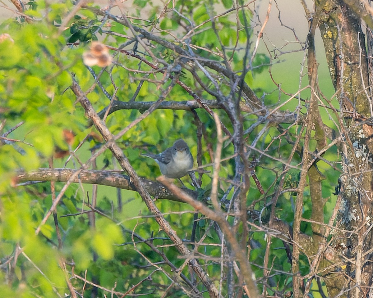 Olive-tree Warbler - Magnus Andersson