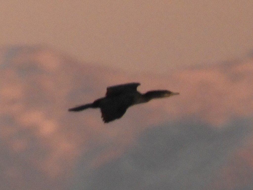 Neotropic Cormorant - Thomas Bürgi