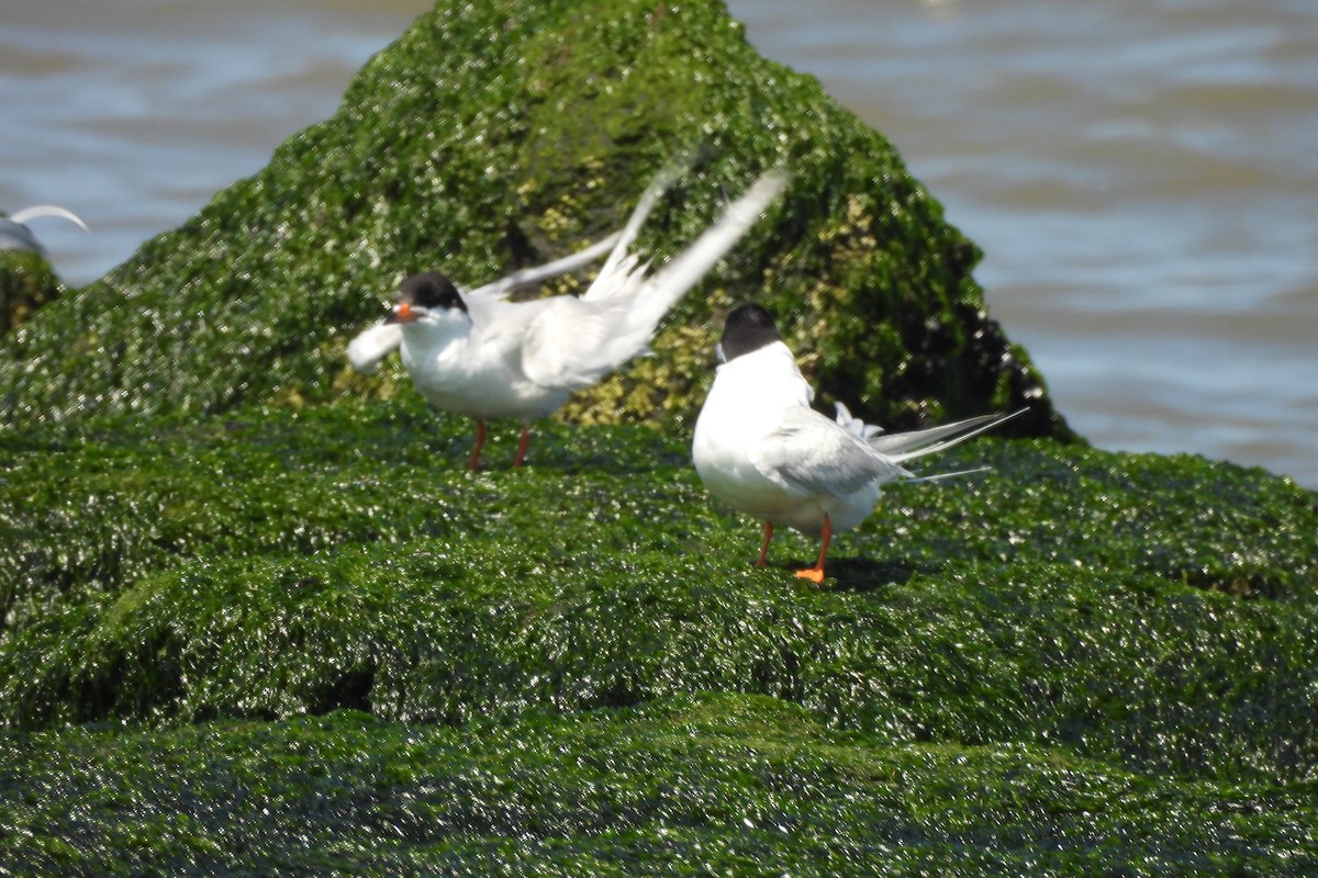 Forster's Tern - Dave Milsom