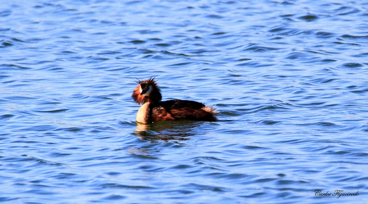 Great Crested Grebe - Carlos Figueiredo