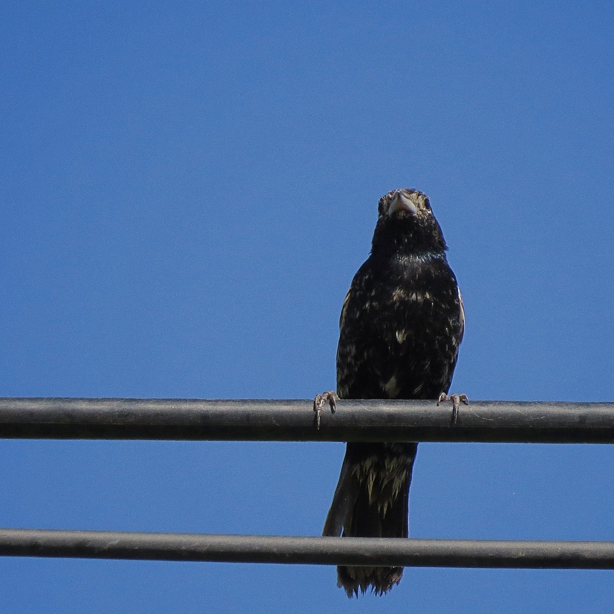 Blue-black Grassquit - Paulo Krieser