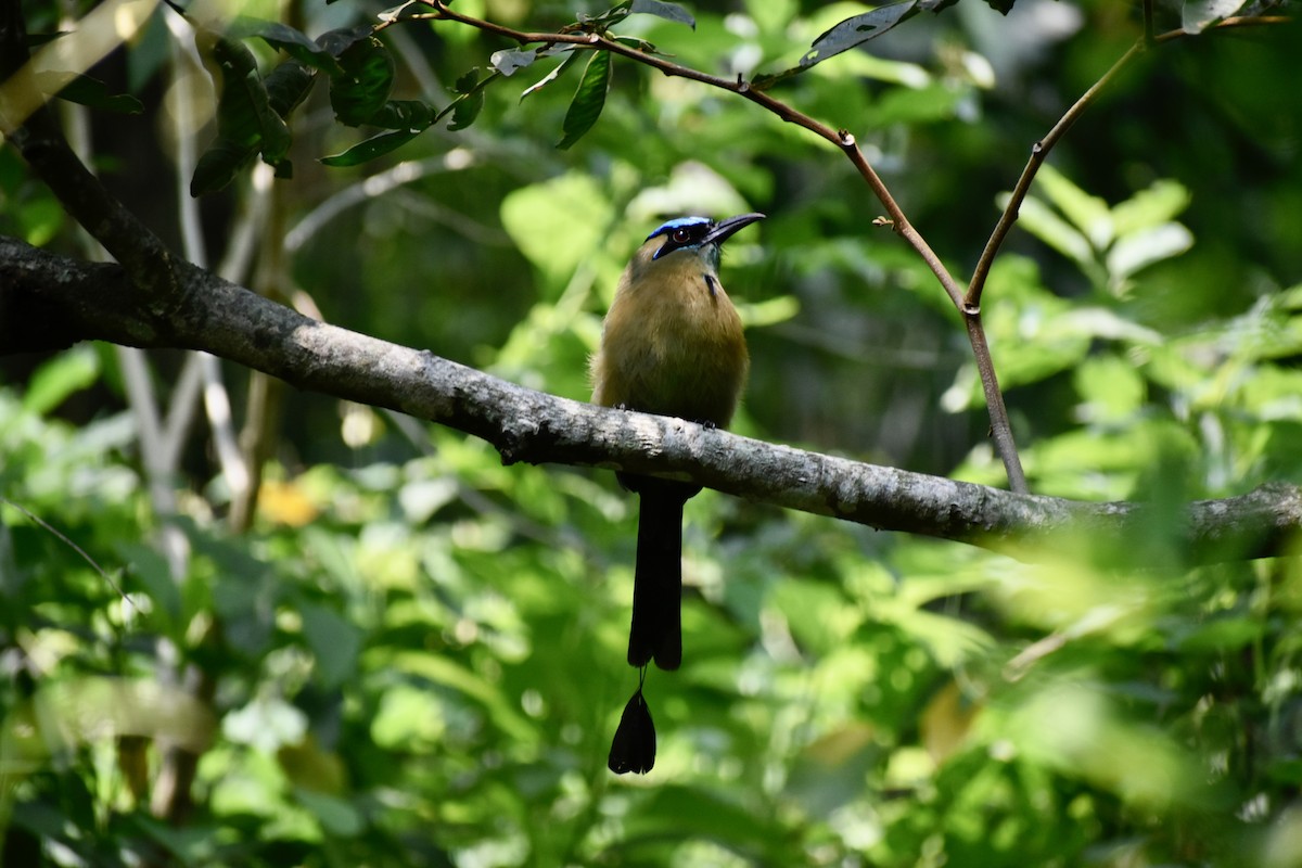 Lesson's Motmot - Carlos G Vasquez C