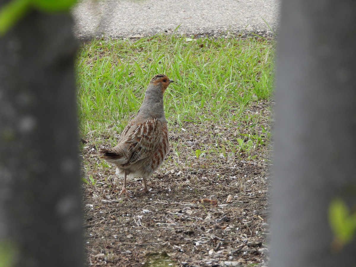 Gray Partridge - Gerard Nachtegaele