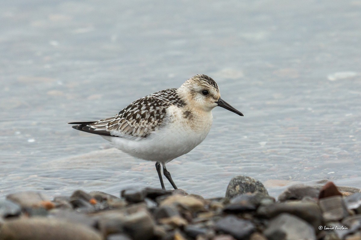 Sanderling - Louise Auclair