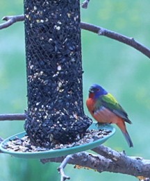 Painted Bunting - ML619456930