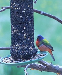 Passerin nonpareil - ML619456930