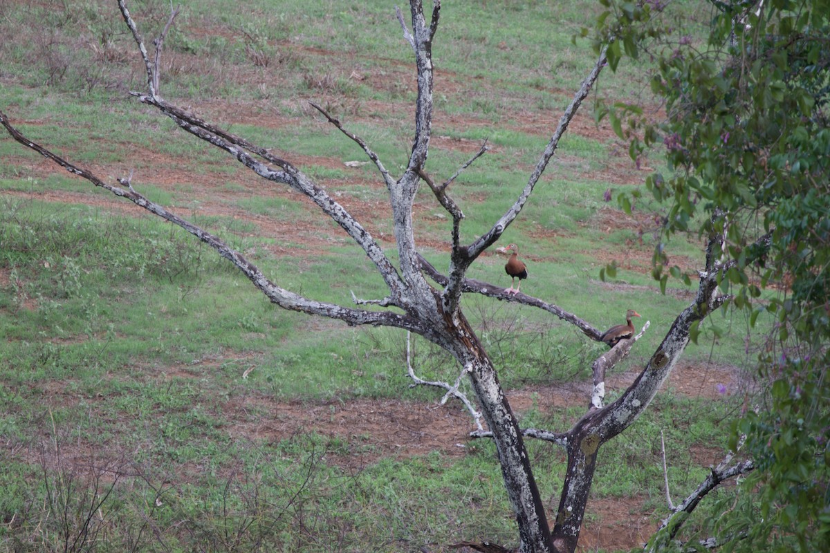 Black-bellied Whistling-Duck - ML619456939