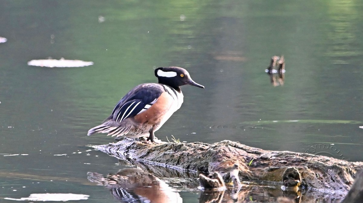 Hooded Merganser - Raymond Paris