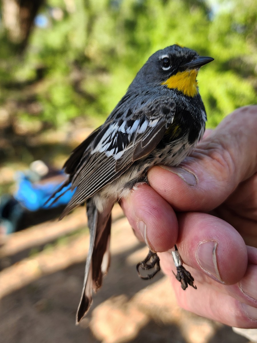 Yellow-rumped Warbler (Audubon's) - Nancy Cox