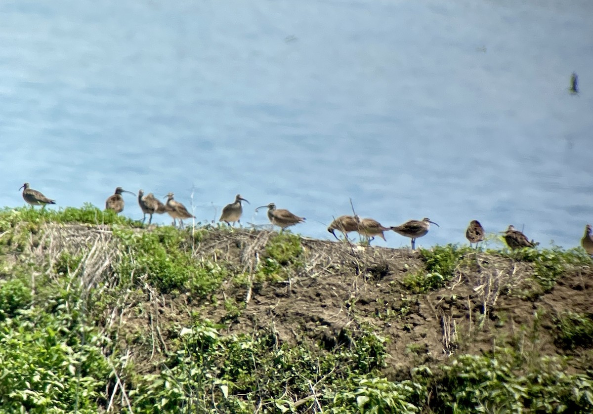 Whimbrel - Lisa Owens