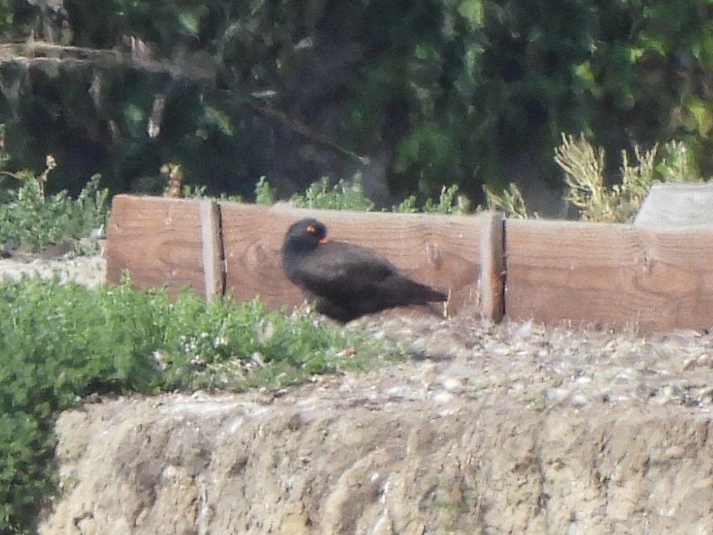 Black Oystercatcher - Ethan Matsuyama