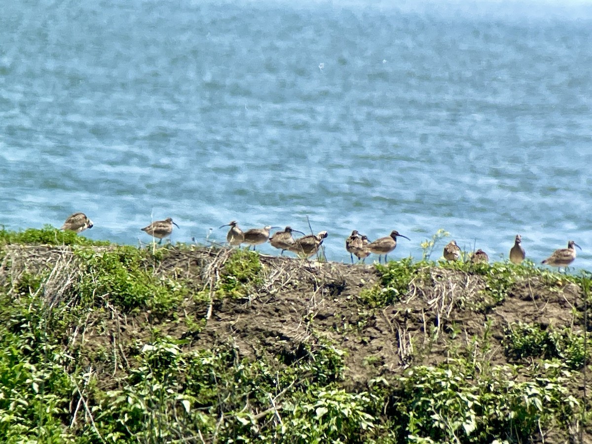 Whimbrel - Lisa Owens