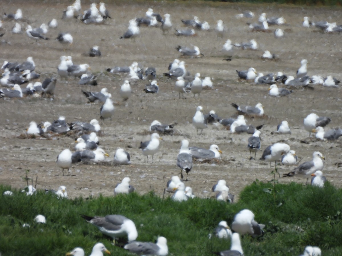 Gaviota Californiana - ML619456977
