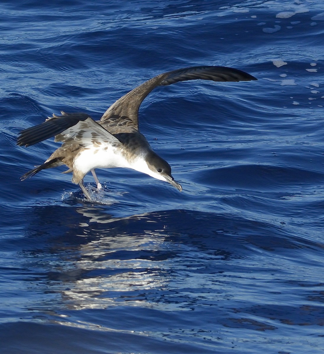 Great Shearwater - Carlos Alberto Ramírez