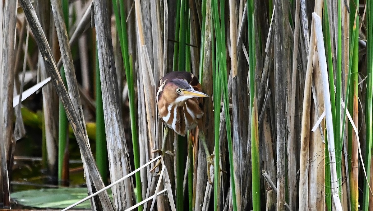 Least Bittern - Raymond Paris