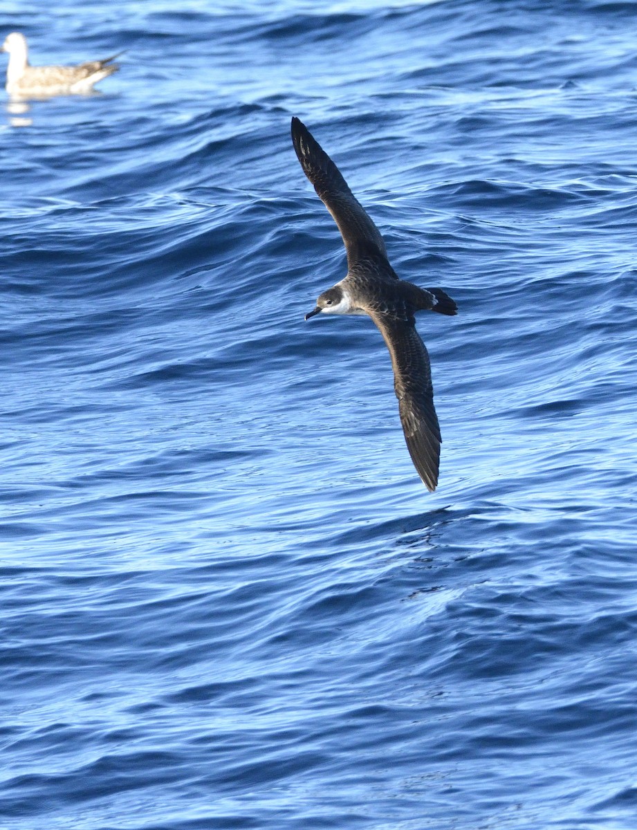 Great Shearwater - Carlos Alberto Ramírez