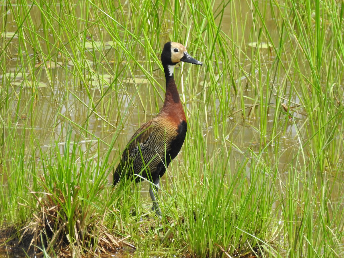 White-faced Whistling-Duck - Carlos Vanegas