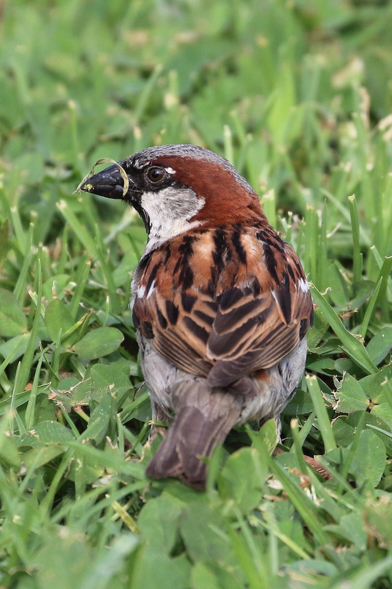 House Sparrow - ML619456994