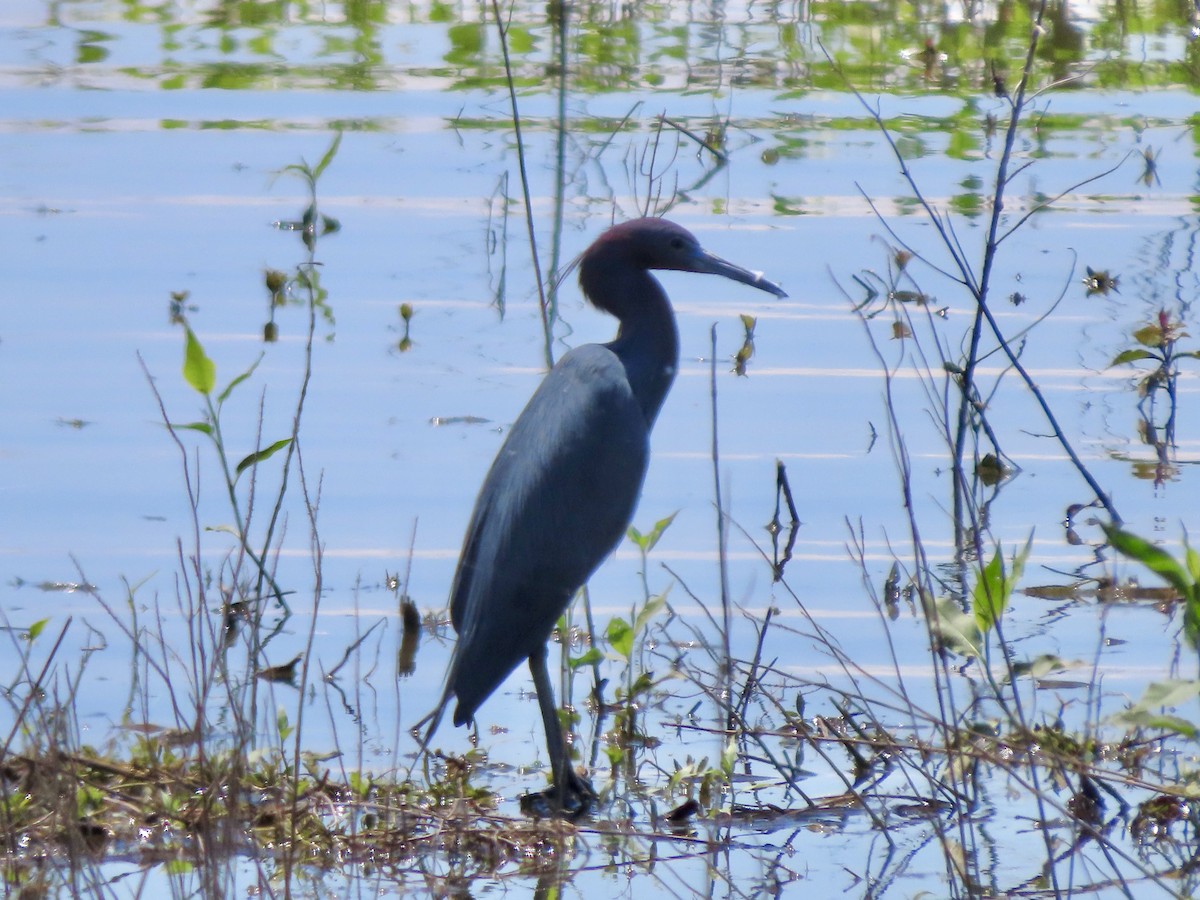 Little Blue Heron - Lisa Owens