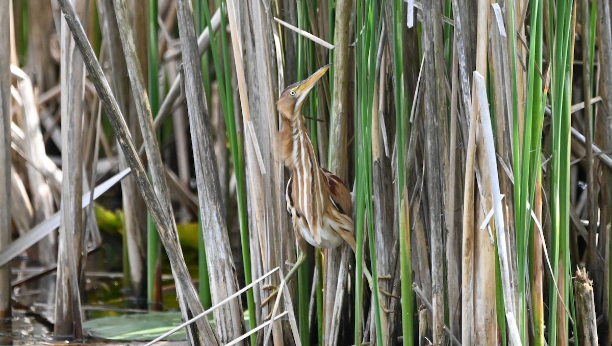 Least Bittern - Raymond Paris