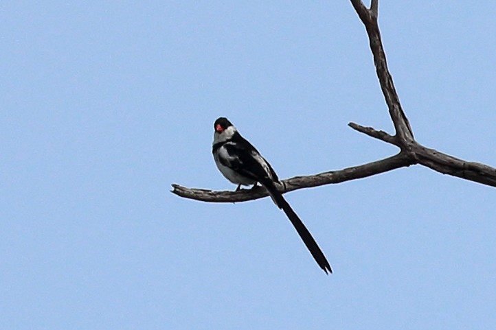 Pin-tailed Whydah - Jeffrey Fenwick