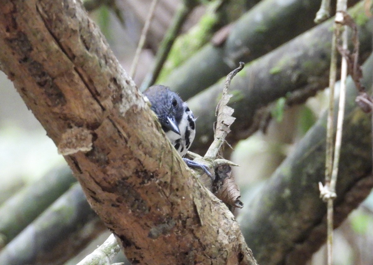 Spotted Antbird - Alejandra Pons