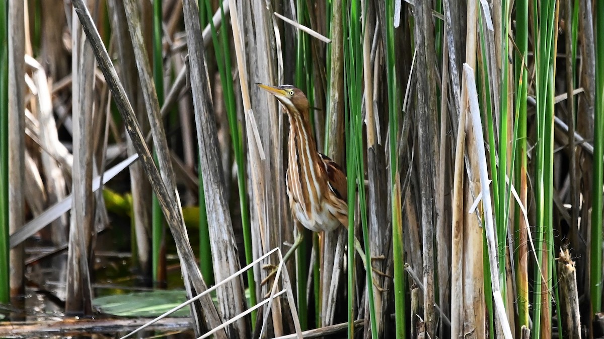 Least Bittern - Raymond Paris