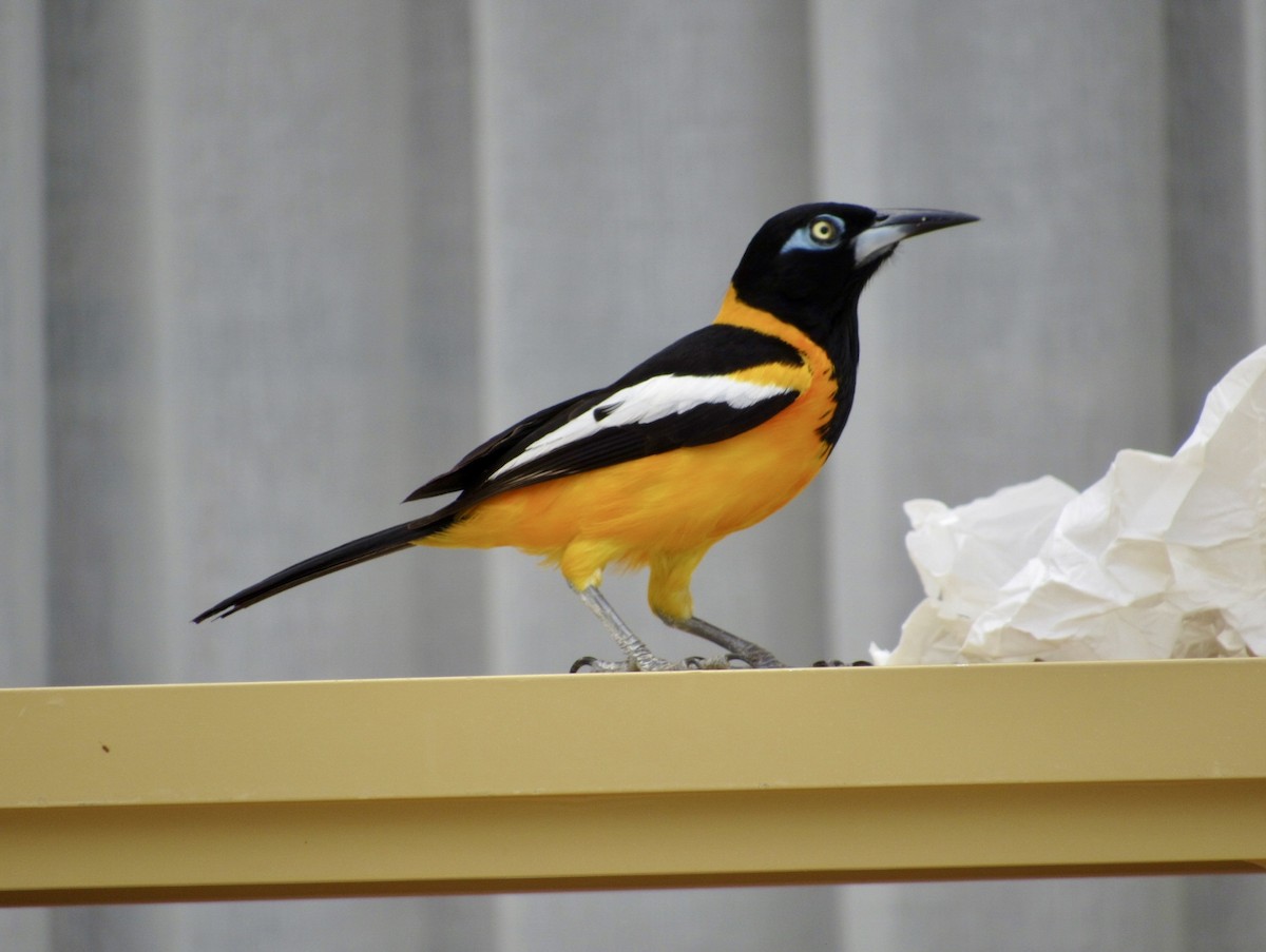 Venezuelan Troupial - Alex Pereschuk