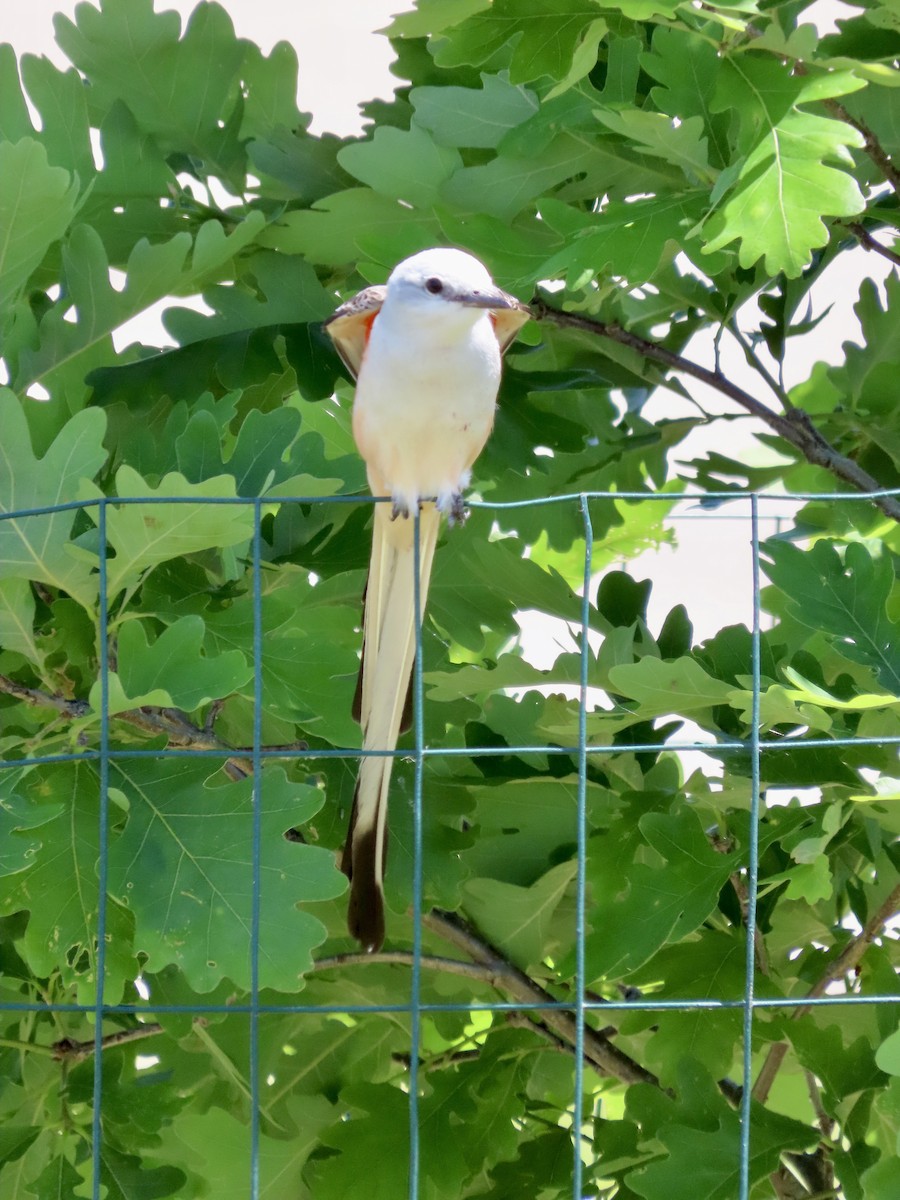 Scissor-tailed Flycatcher - Lisa Owens