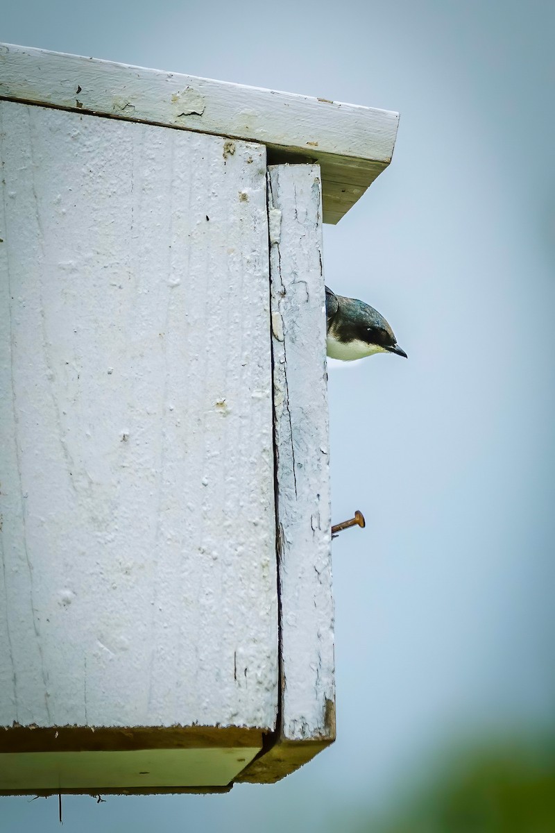 Tree Swallow - Serena Hayden