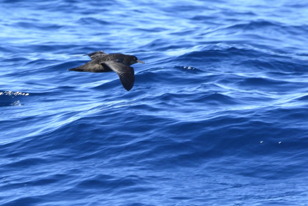 Sooty Shearwater - Carlos Alberto Ramírez