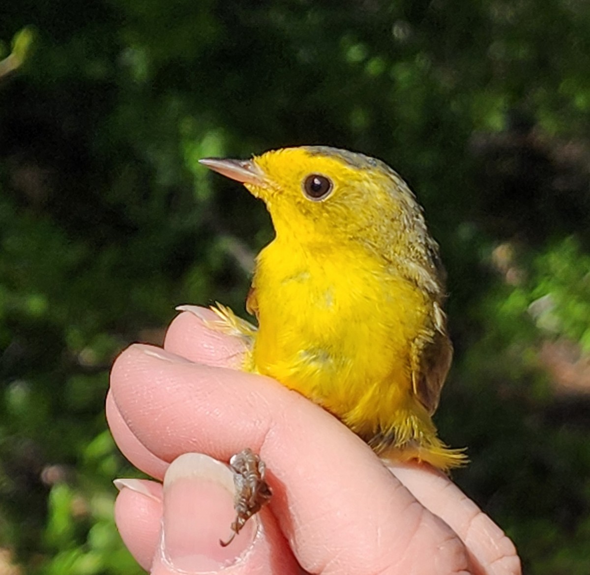 Wilson's Warbler - Nancy Cox