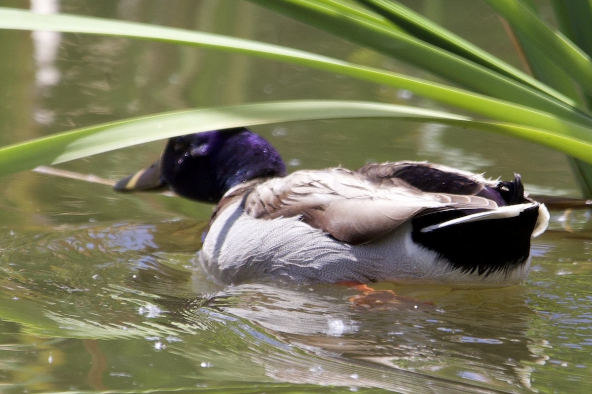 Mallard - Robert Snider