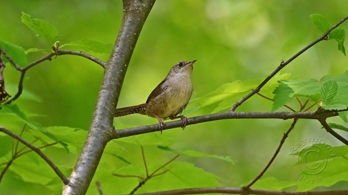 House Wren - Raymond Paris