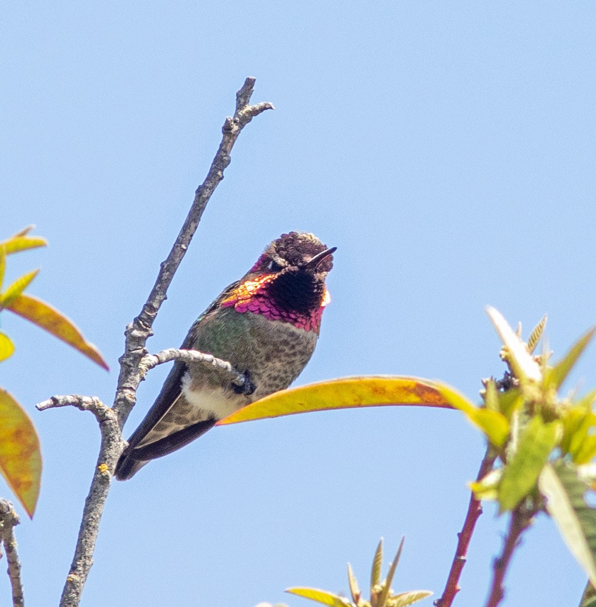 Anna's Hummingbird - ML619457061