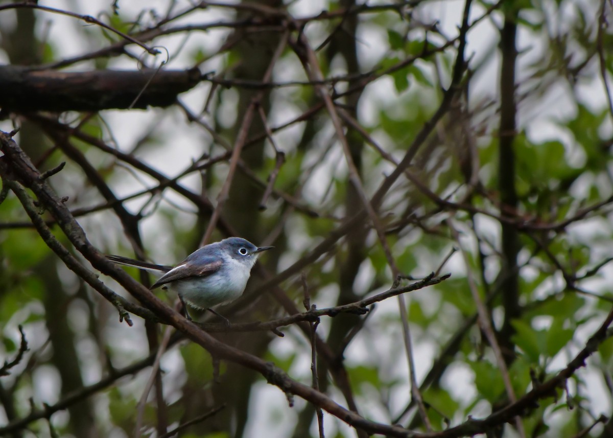 Blue-gray Gnatcatcher - Bob Izumi