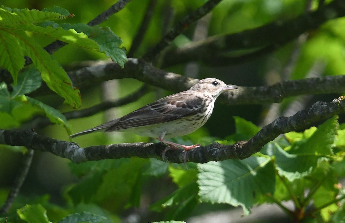 Tree Pipit - Andreas Deissner