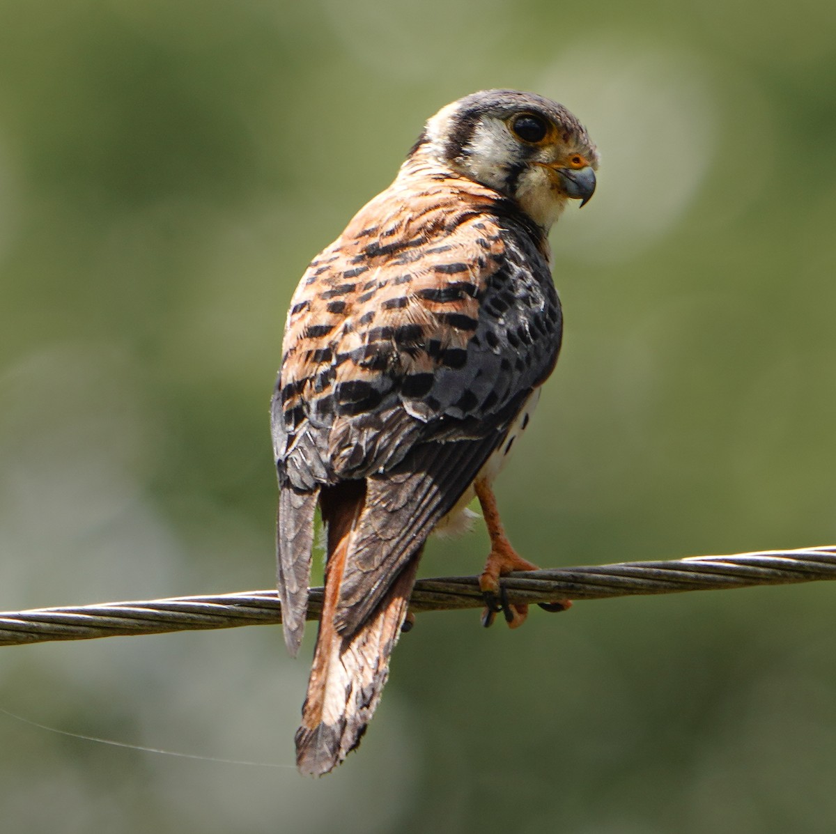 American Kestrel - Bobby Senter