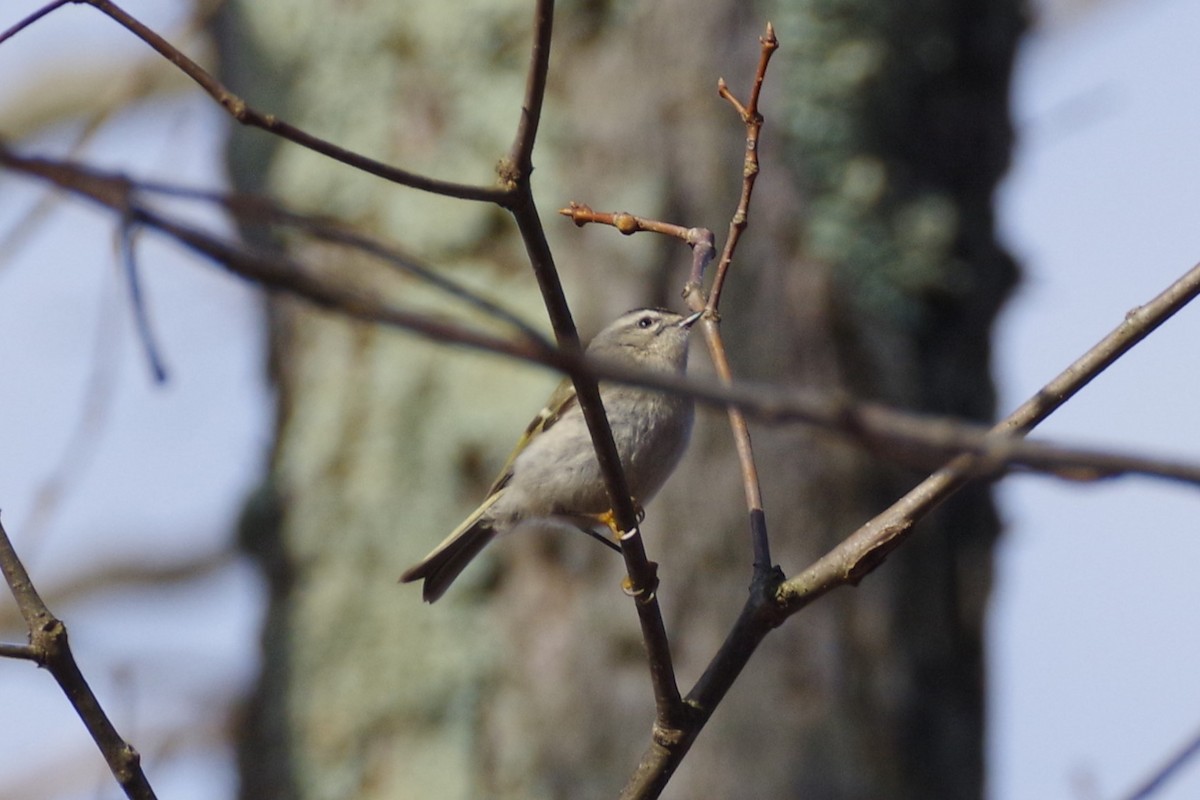 Golden-crowned Kinglet - Aidan Flinn