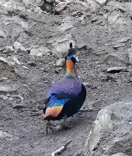 Himalayan Monal - ML619457101