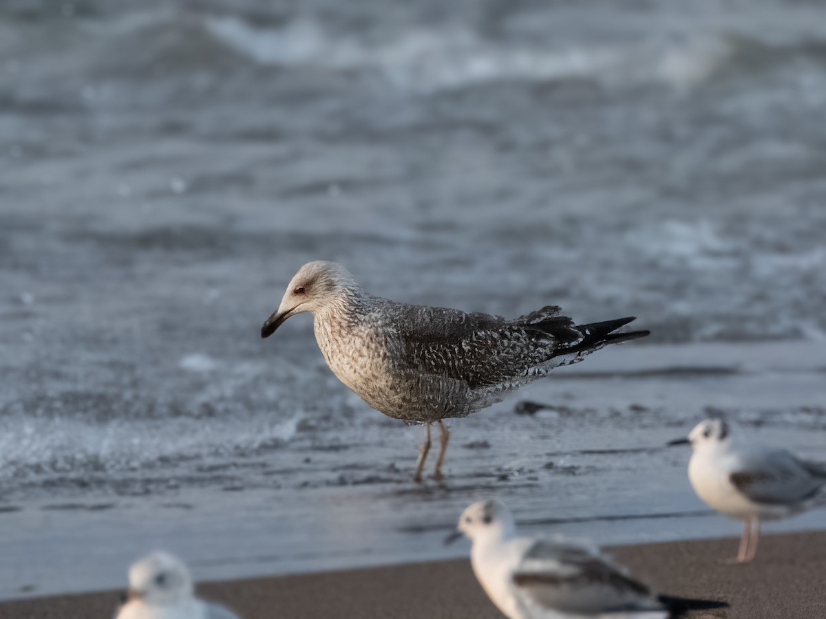 Lesser Black-backed Gull - Fay Ratta