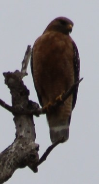 Red-shouldered Hawk - Richard Breisch